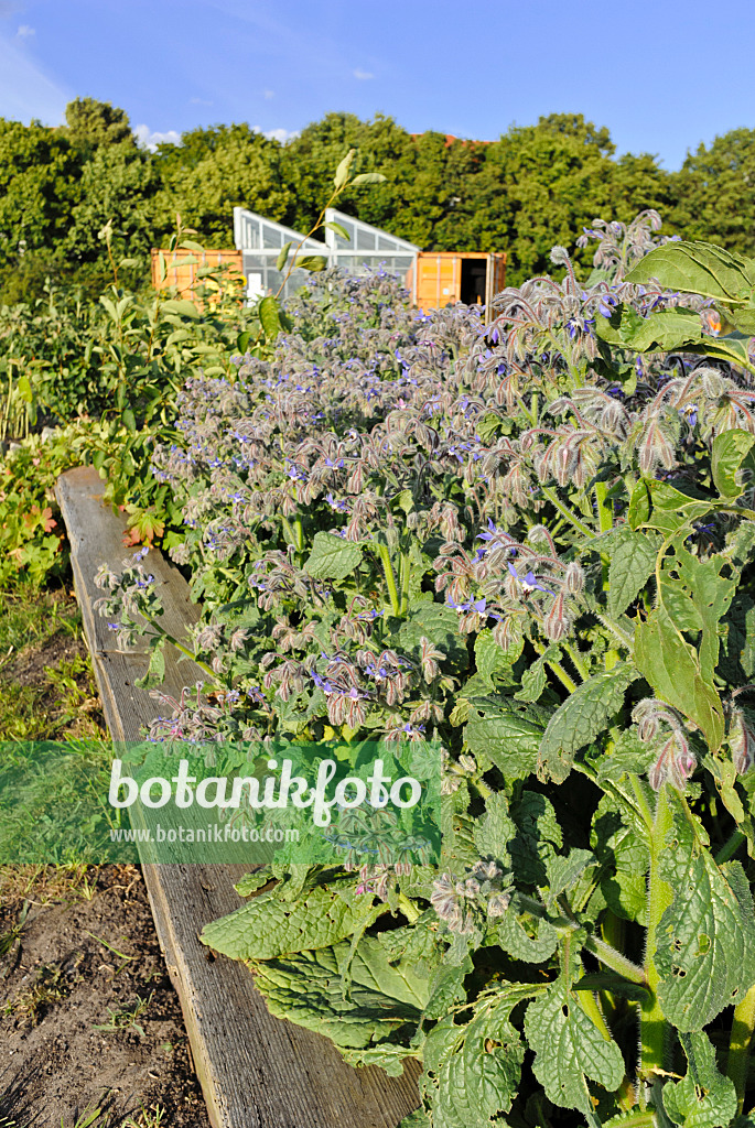 534141 - Borretsch (Borago officinalis)