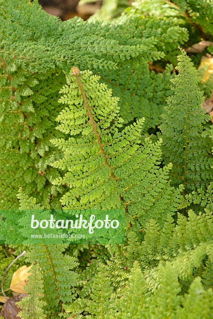 489046 - Borstiger Schildfarn (Polystichum setiferum 'Plumosum Densum')