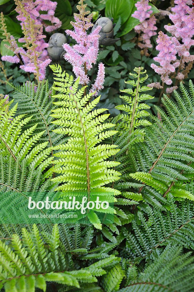 517467 - Borstiger Schildfarn (Polystichum setiferum 'Proliferum')