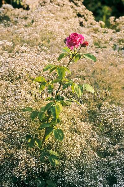 366058 - Bourbon-Rose (Rosa Mme. Isaac Pereine) und Schleierkraut (Gypsophila)