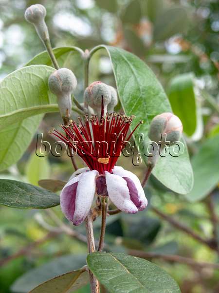 437345 - Brasilianische Guave (Acca sellowiana)