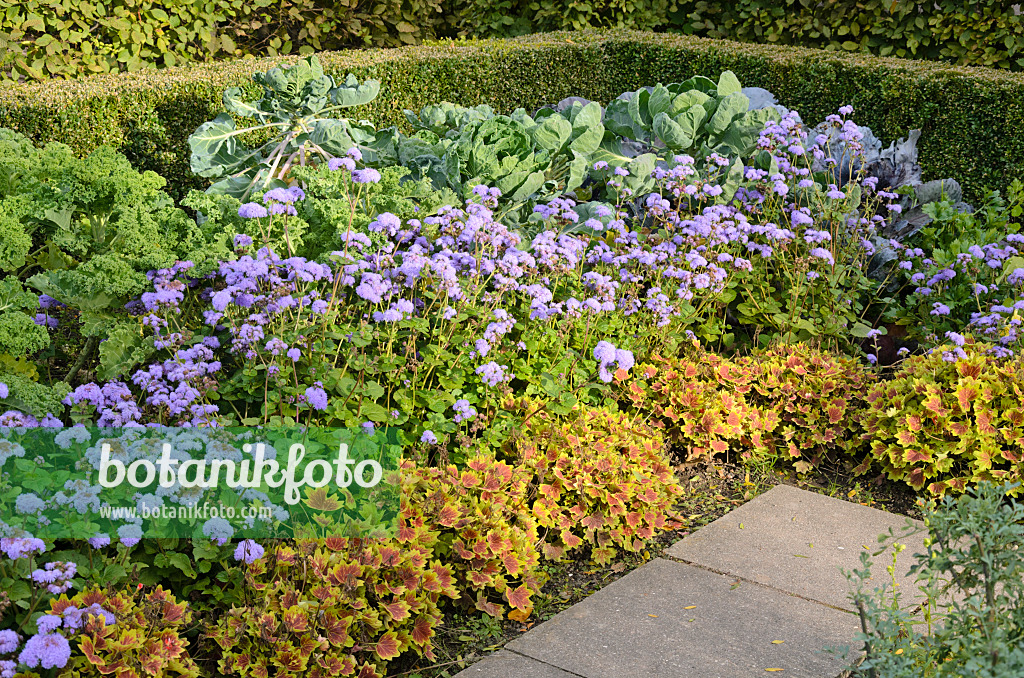 525004 - Brassica, Leberbalsam (Ageratum houstonianum) und Pelargonien (Pelargonium)