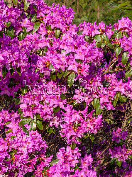 459037 - Braunroter Rhododendron (Rhododendron rubiginosum)