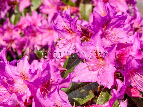 459038 - Braunroter Rhododendron (Rhododendron rubiginosum)