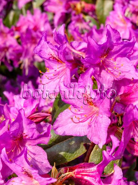 459039 - Braunroter Rhododendron (Rhododendron rubiginosum)
