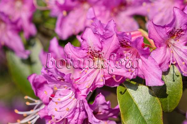 531067 - Braunroter Rhododendron (Rhododendron rubiginosum)