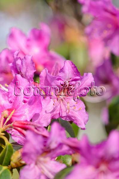 531068 - Braunroter Rhododendron (Rhododendron rubiginosum)