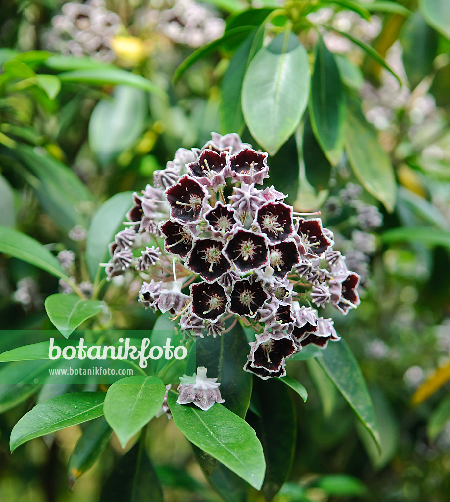 502234 - Breitblättrige Lorbeerrose (Kalmia latifolia 'Mitternacht')