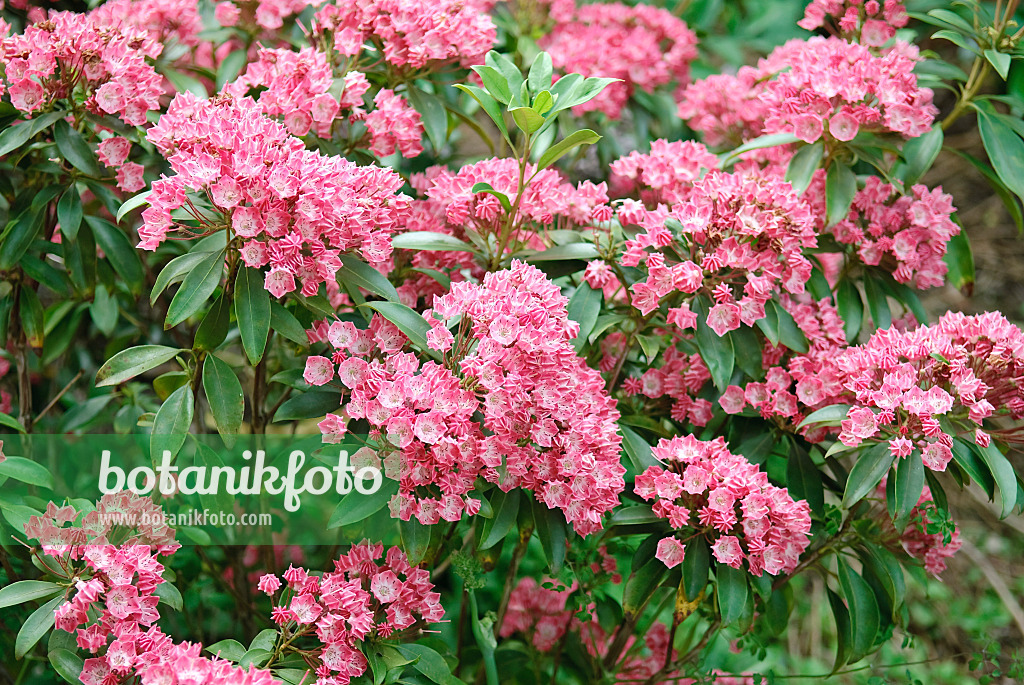 502242 - Breitblättrige Lorbeerrose (Kalmia latifolia 'Pinkobello')