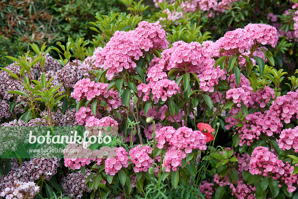 502243 - Breitblättrige Lorbeerrose (Kalmia latifolia 'Rosenquarz')