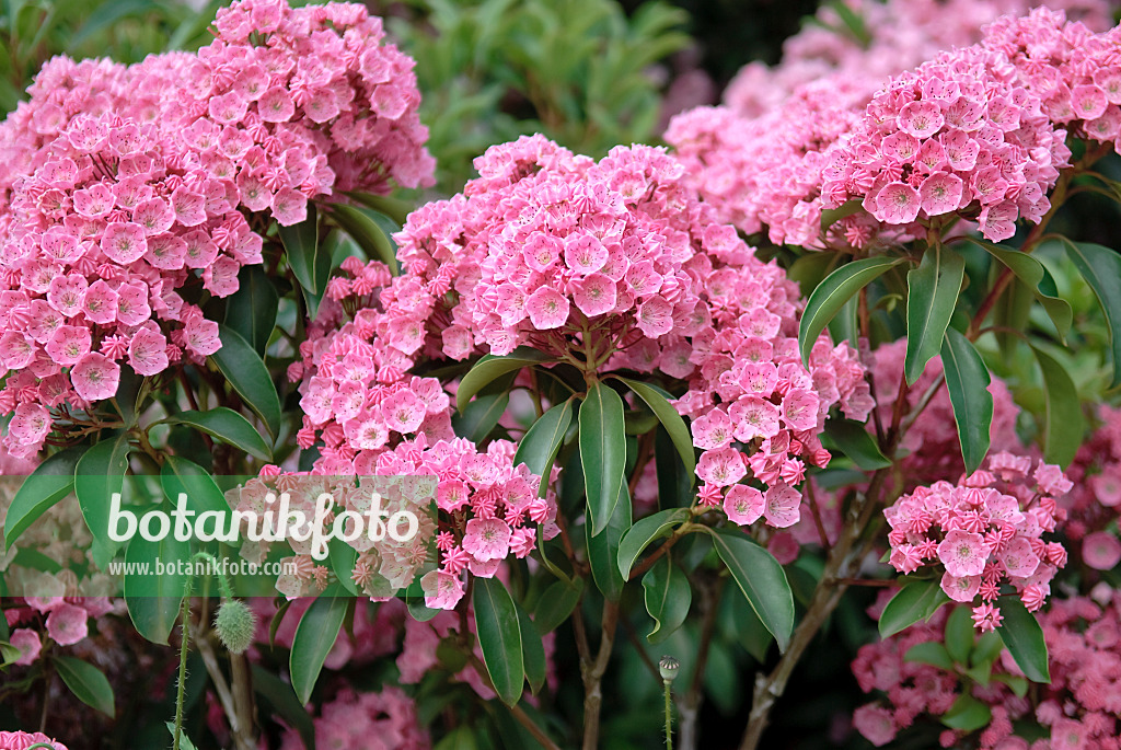 502244 - Breitblättrige Lorbeerrose (Kalmia latifolia 'Rosenquarz')