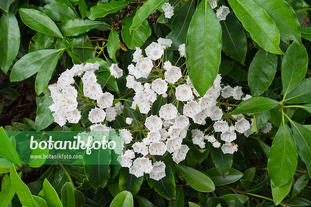 558298 - Breitblättrige Lorbeerrose (Kalmia latifolia)