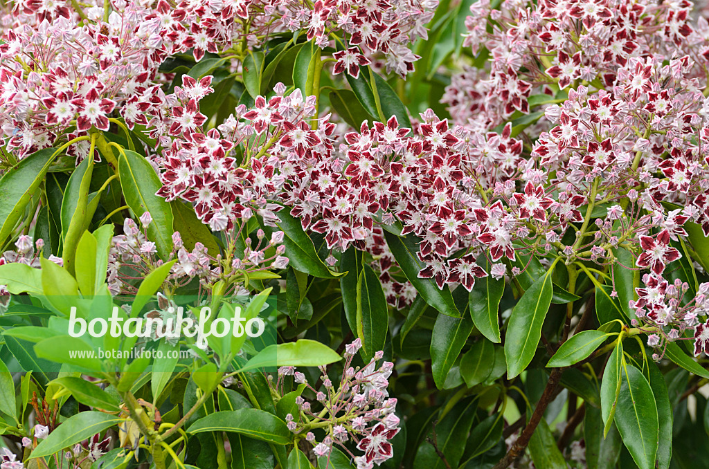 497012 - Breitblättrige Lorbeerrose (Kalmia latifolia 'Comet')