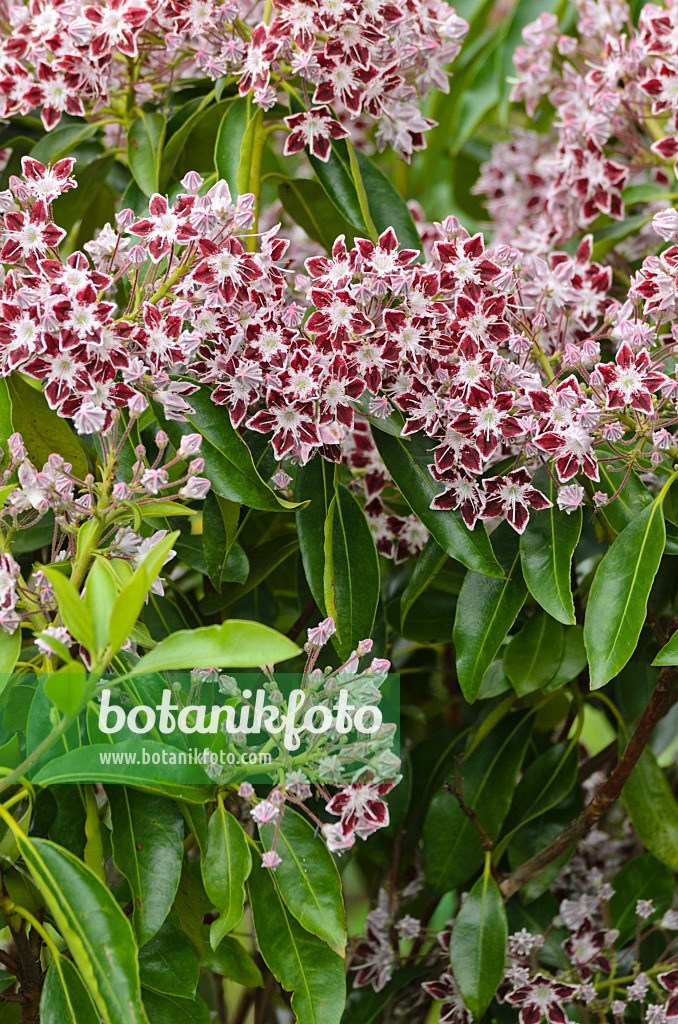 497013 - Breitblättrige Lorbeerrose (Kalmia latifolia 'Comet')