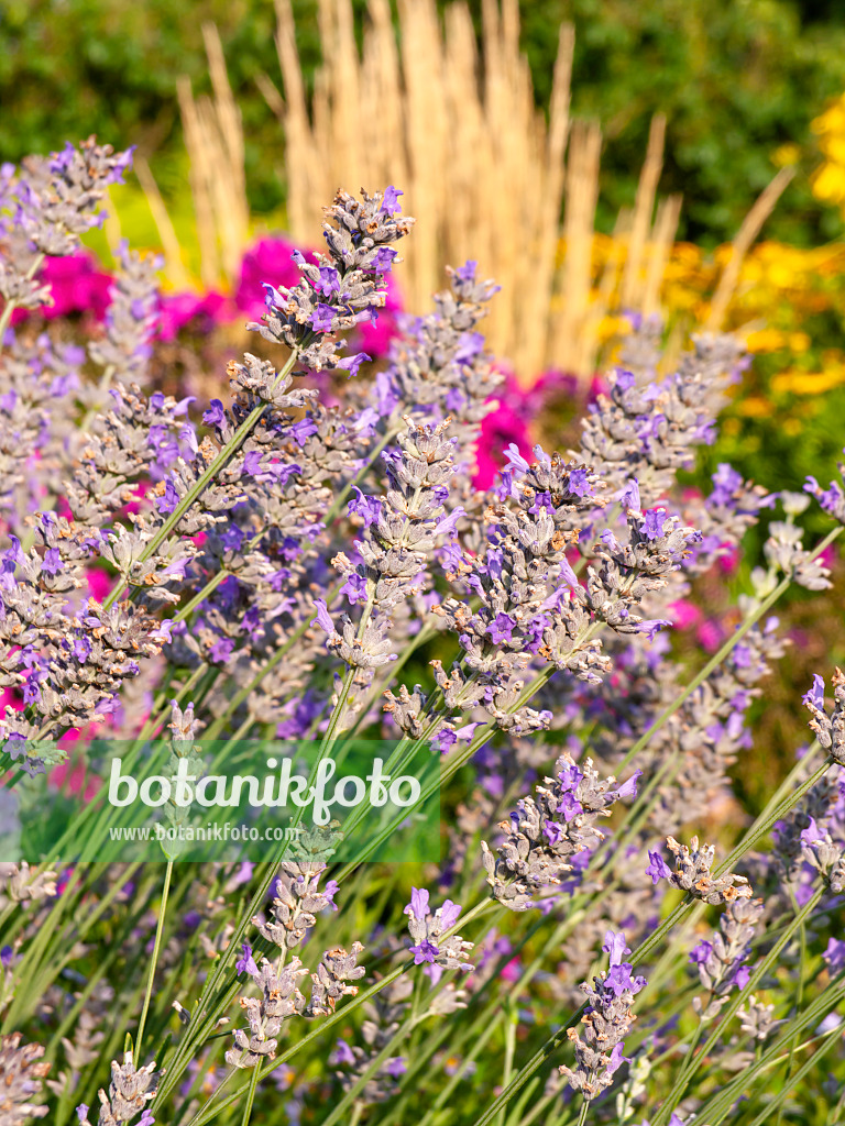 440010 - Breitblättriger Lavendel (Lavandula latifolia)