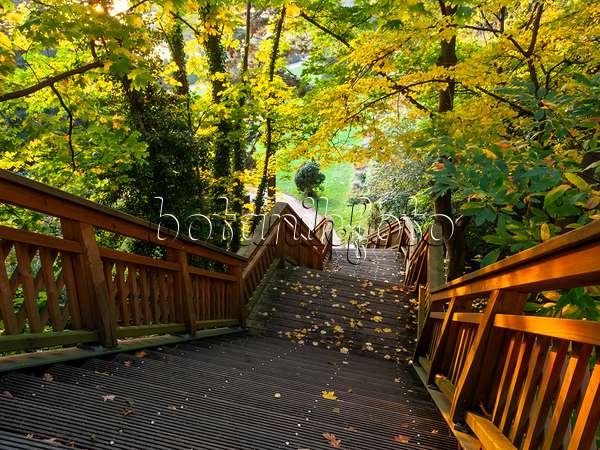 465303 - Breite steile Holztreppe mit Holzgeländer unter herbstlichen Bäumen, Römischer Garten, Hamburg, Deutschland