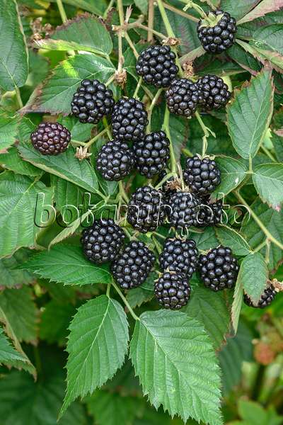 547286 - Brombeere (Rubus fruticosus 'Loch Ness')