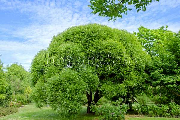 593192 - Bruchweide (Salix fragilis 'Bullata')