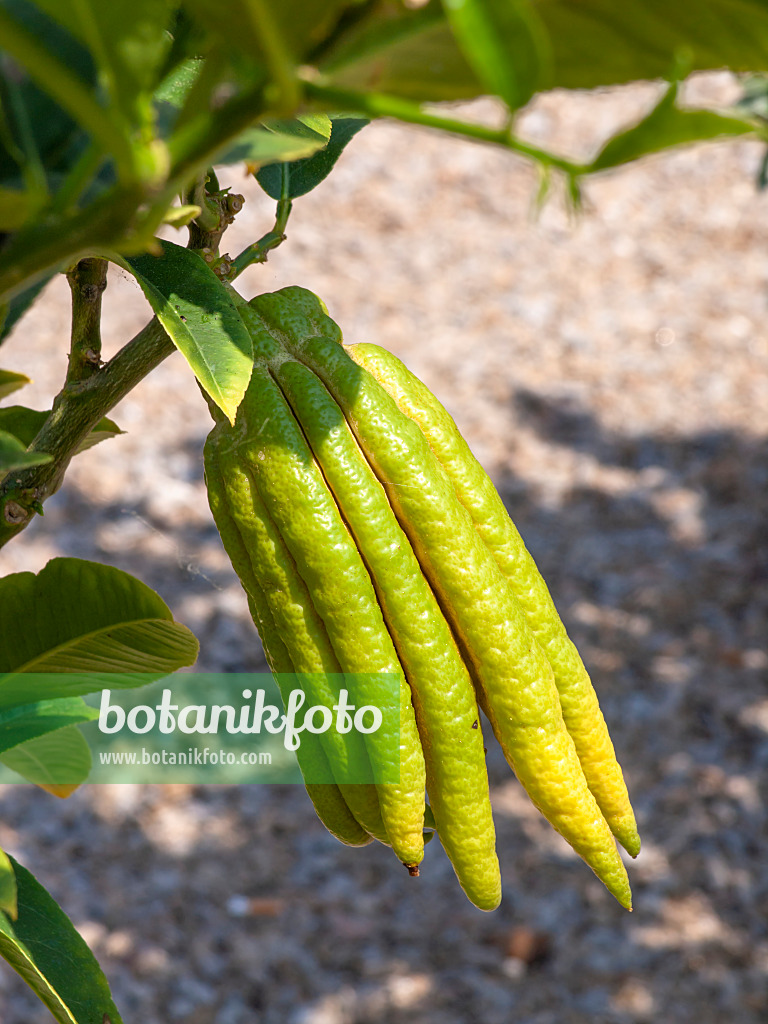 437258 - Buddhas Hand (Citrus medica var. sarcodactylis)