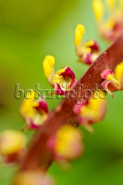 484109 - Bulbophyllum falcatum