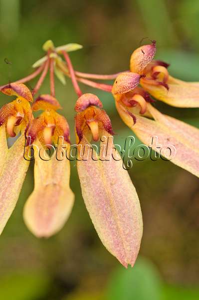 486152 - Bulbophyllum longiflorum