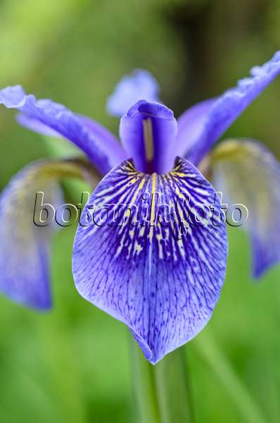 508439 - Bulleys Schwertlilie (Iris bulleyana)