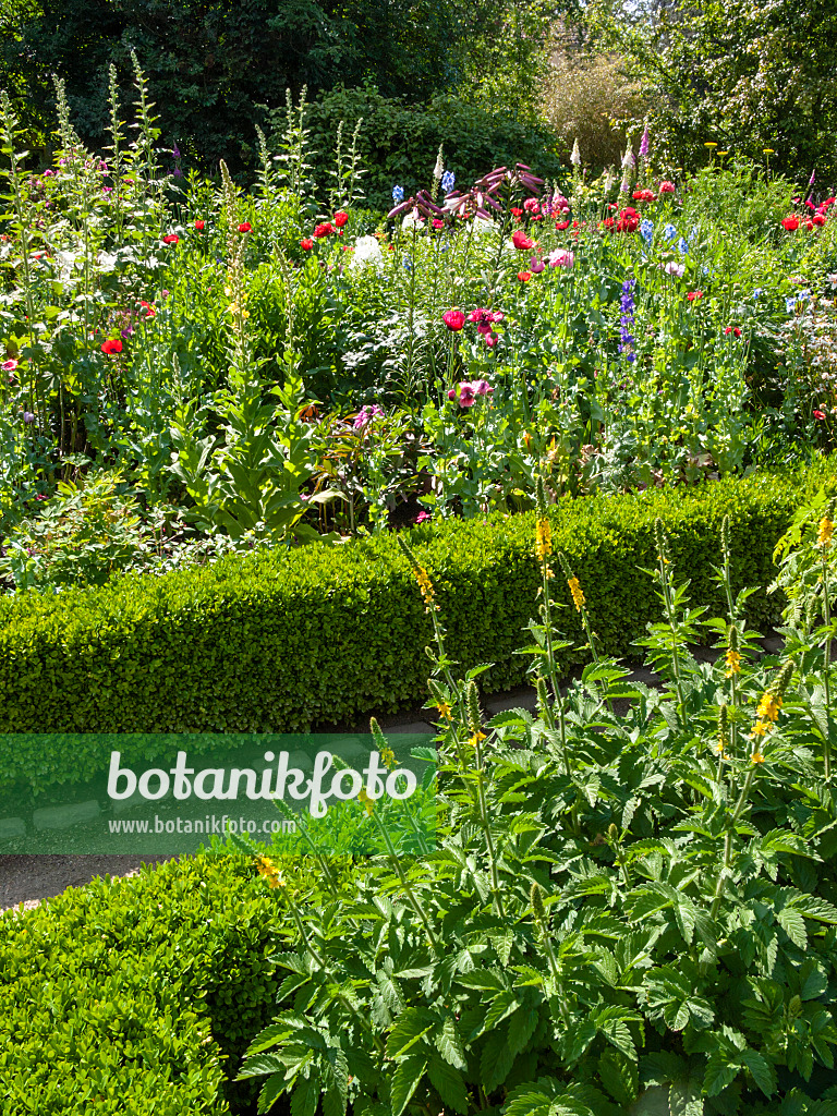 414174 - Bunter Bauerngarten mit niedriger Hecke aus Buchsbaum