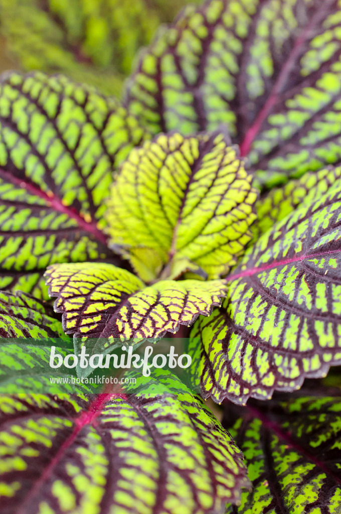 474195 - Buntnessel (Solenostemon scutellarioides 'Fishnet Stockings' syn. Coleus blumei 'Fishnet Stockings')