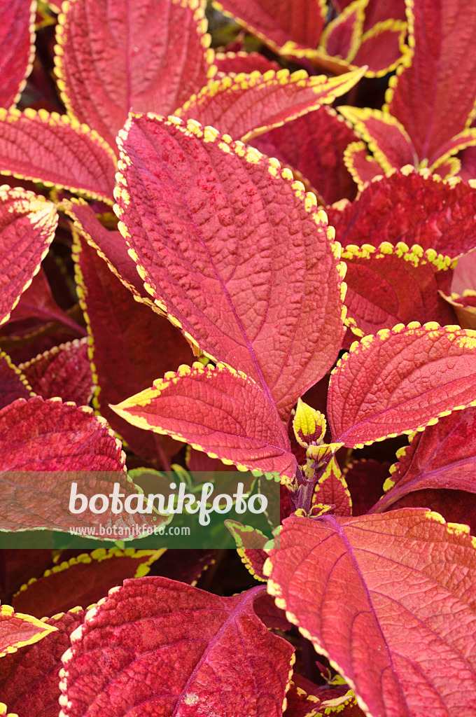 474254 - Buntnessel (Solenostemon scutellarioides 'Otto Mann' syn. Coleus blumei 'Otto Mann')