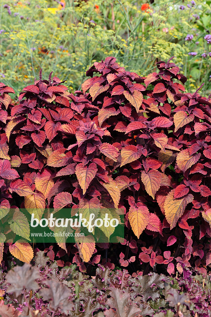 488118 - Buntnessel (Solenostemon scutellarioides 'Sedona' syn. Coleus blumei 'Sedona')