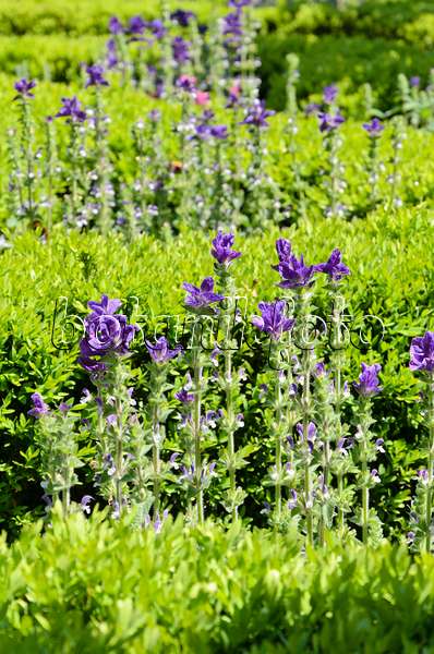 508154 - Buntschopfsalbei (Salvia viridis 'Marble Arch Blue' syn. Salvia horminum 'Marble Arch Blue') und Koreanischer Buchsbaum (Buxus sinica var. insularis 'Justin Brouwers')