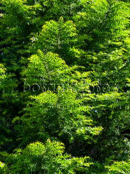 455379 - Bunya-Bunya-Baum (Araucaria bidwillii)