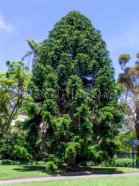 455405 - Bunya-Bunya-Baum (Araucaria bidwillii)