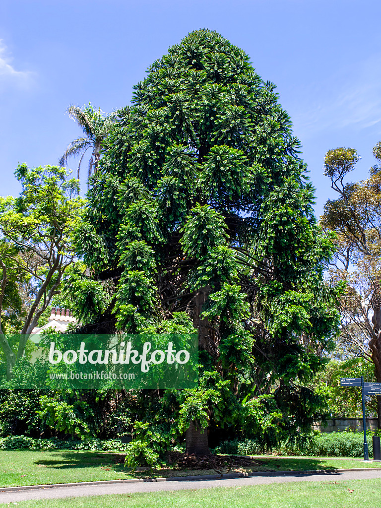 455405 - Bunya-Bunya-Baum (Araucaria bidwillii)