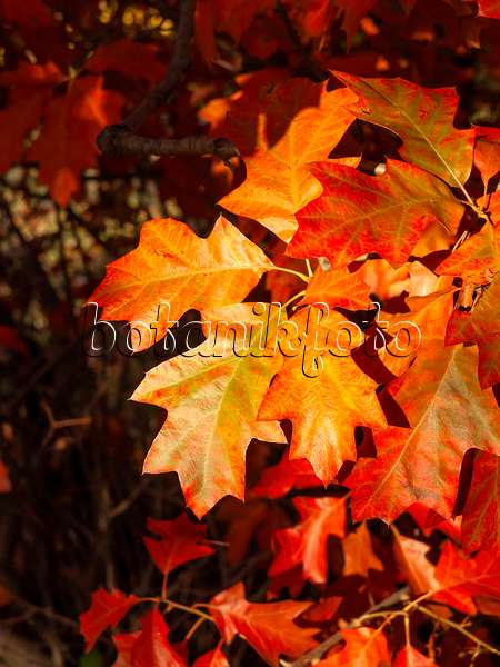 465151 - Buscheiche (Quercus ilicifolia)