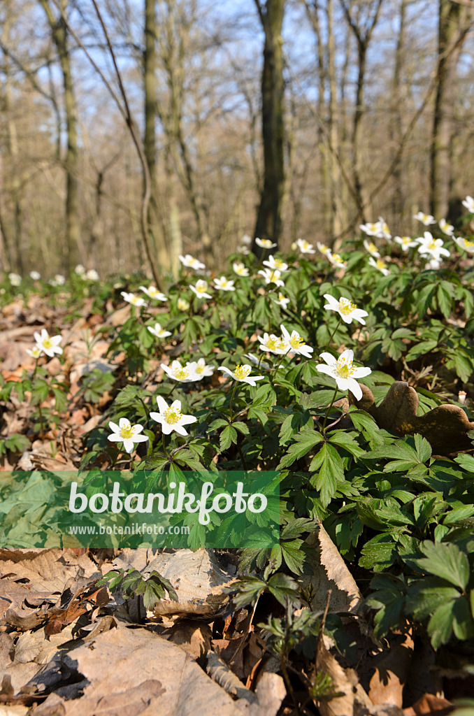 506077 - Buschwindröschen (Anemone nemorosa)