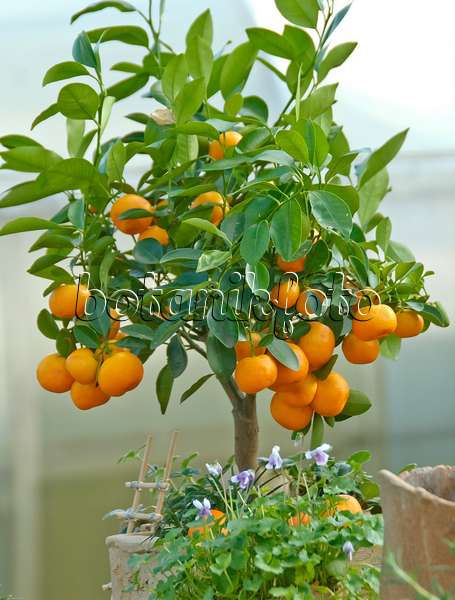 502458 - Calamondine (Citrofortunella microcarpa syn. Citrus aurantifolia x Fortunella margarita)