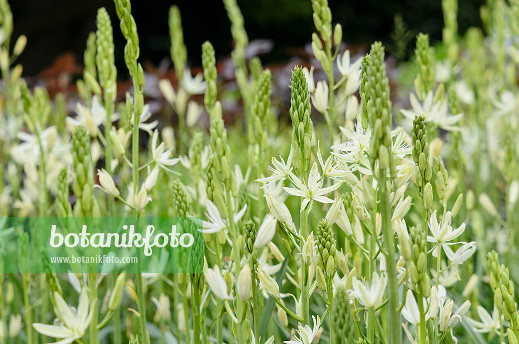 520483 - Camassia leichtlinii 'Alba'