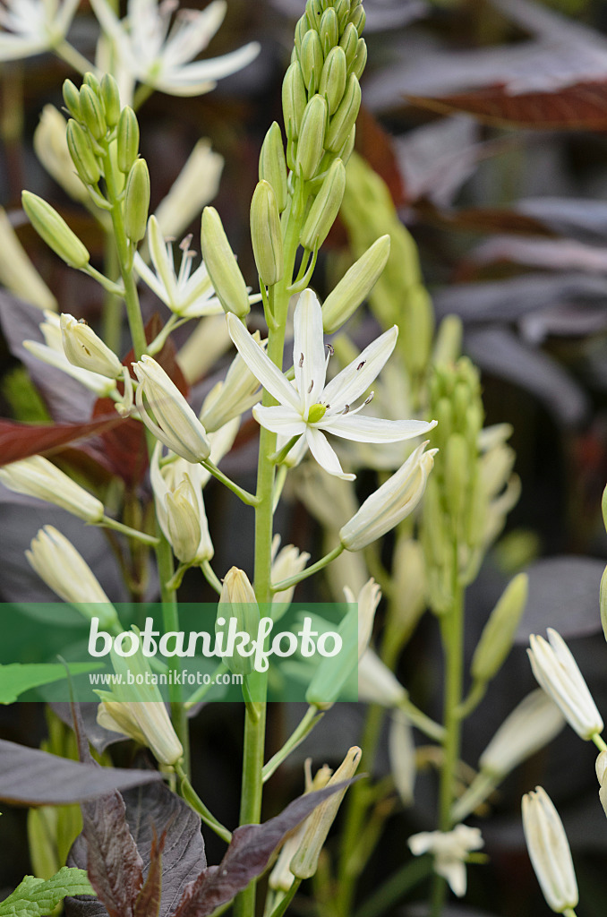 520484 - Camassia leichtlinii 'Alba'