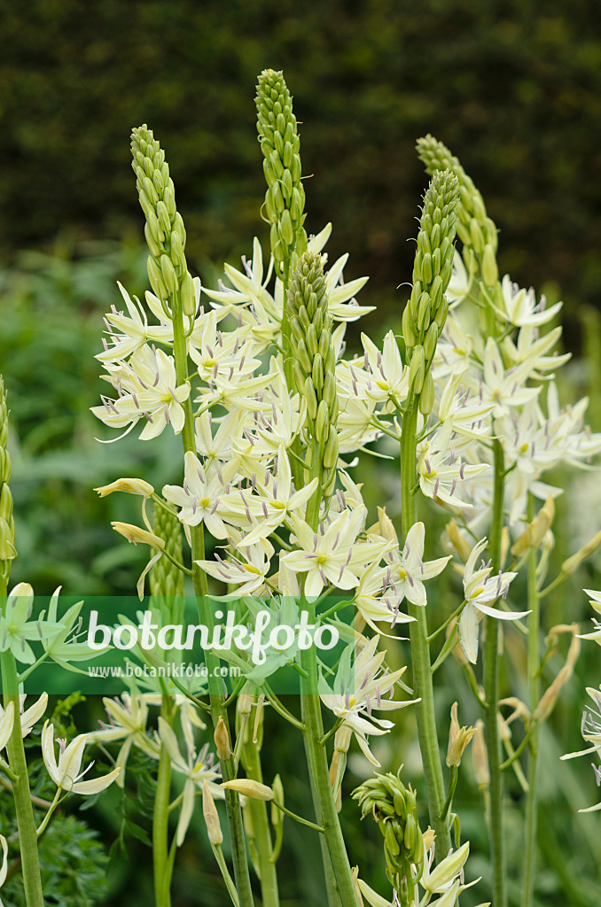 533397 - Camassia leichtlinii 'Alba'