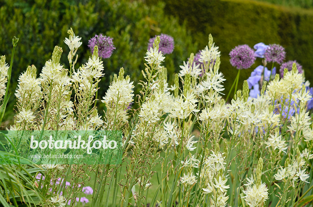 533544 - Camassia leichtlinii 'Alba'