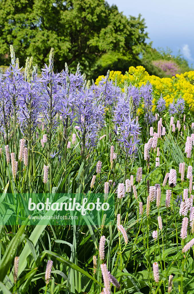 508077 - Camassia leichtlinii 'Caerulea' und Schlangenknöterich (Bistorta officinalis syn. Polygonum bistorta)