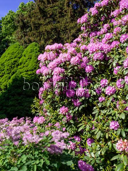 460136 - Catawba-Rhododendron (Rhododendron catawbiense 'Grandiflorum')