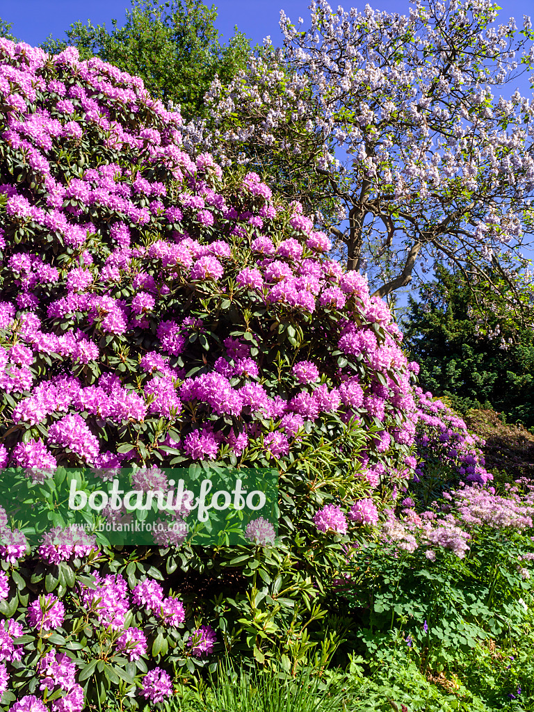 460137 - Catawba-Rhododendron (Rhododendron catawbiense 'Grandiflorum')