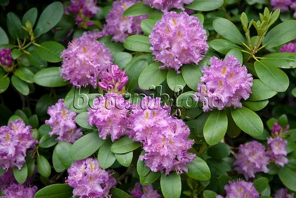 490132 - Catawba-Rhododendron (Rhododendron catawbiense 'Roseum Elegans')