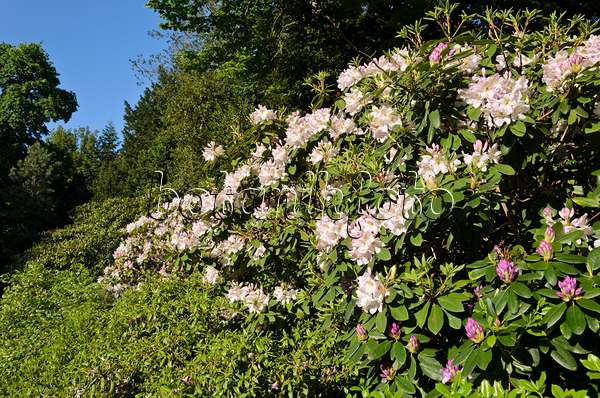 520266 - Catawba-Rhododendron (Rhododendron catawbiense 'Album')