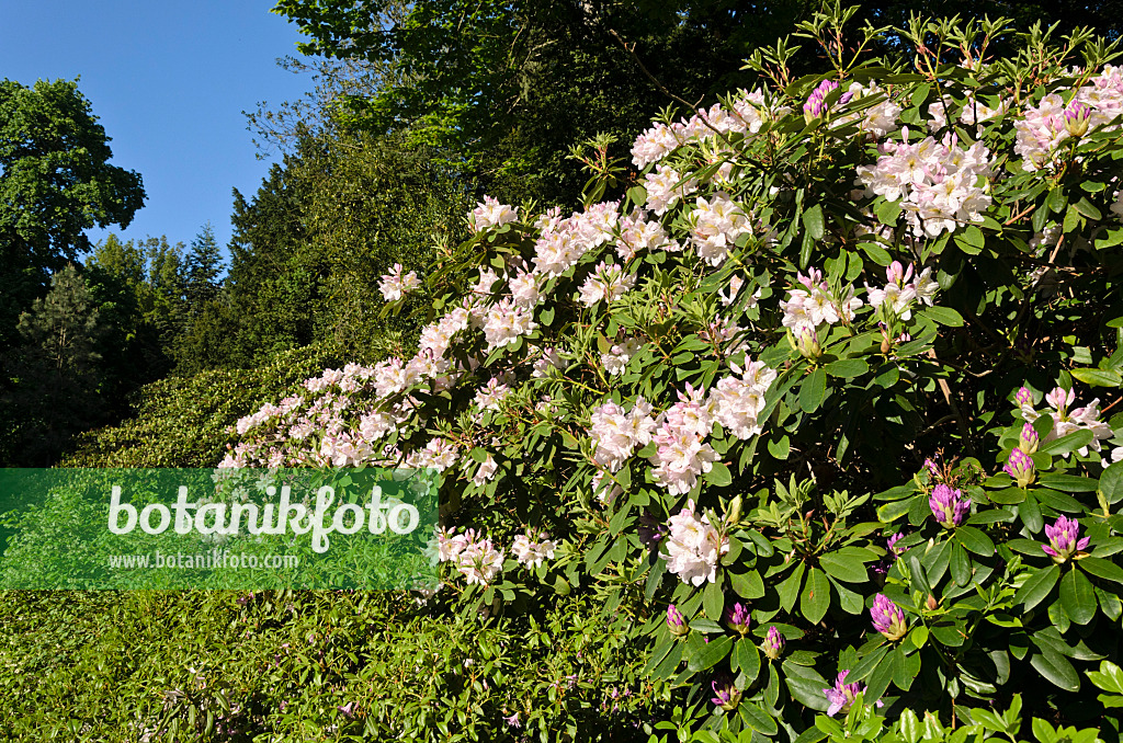 520266 - Catawba-Rhododendron (Rhododendron catawbiense 'Album')