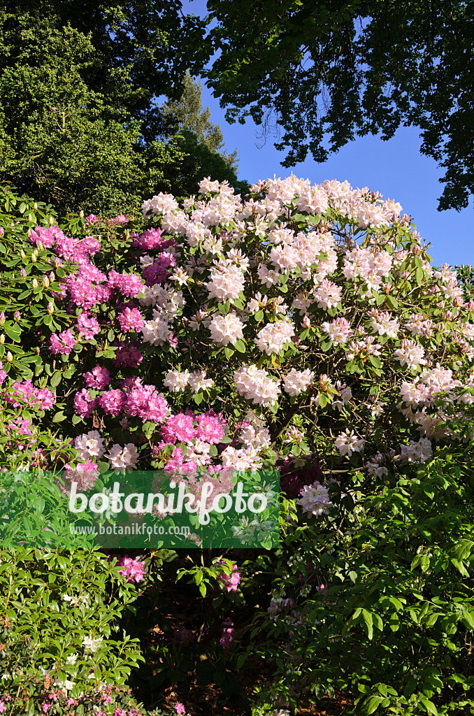 520267 - Catawba-Rhododendron (Rhododendron catawbiense 'Album')