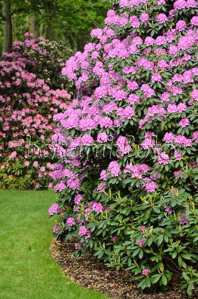 520447 - Catawba-Rhododendron (Rhododendron catawbiense 'Roseum Elegans')