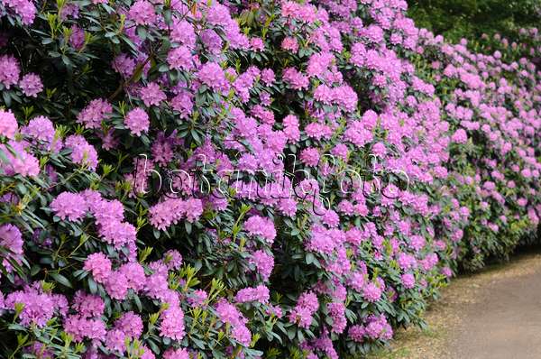 520448 - Catawba-Rhododendron (Rhododendron catawbiense 'Roseum Elegans')